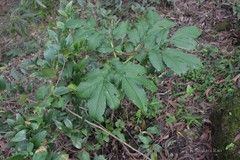 Amorphophallus commutatus